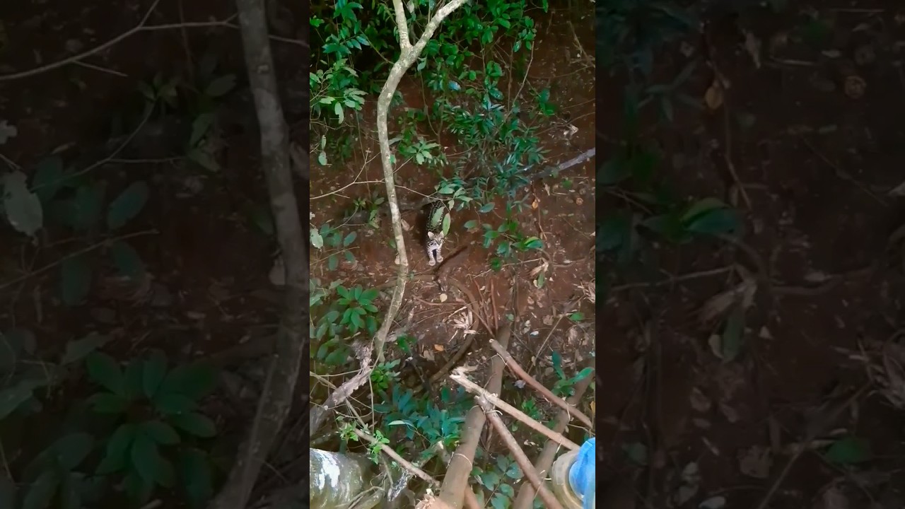 onça na espreita, ataca caçador! #shorts