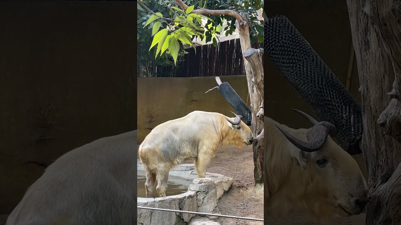 Golden Takin at the Zoo: Majestic Moment Caught on Camera 🦌