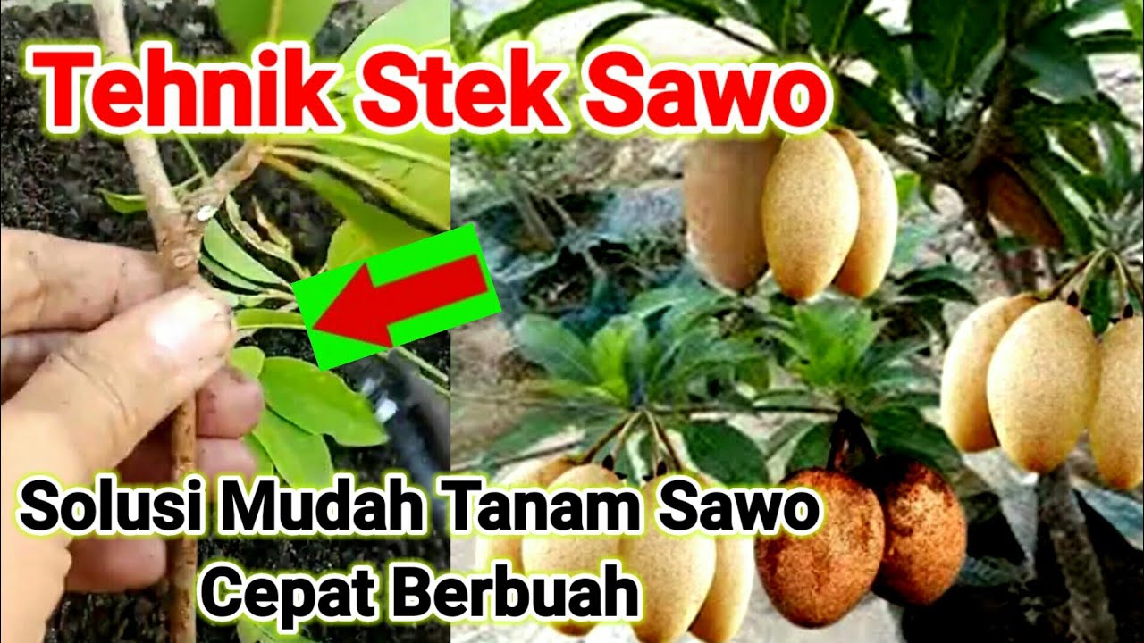Cara Stek Batang Sawo Di Jamin Cepat Keluar Akar Dan Tunas