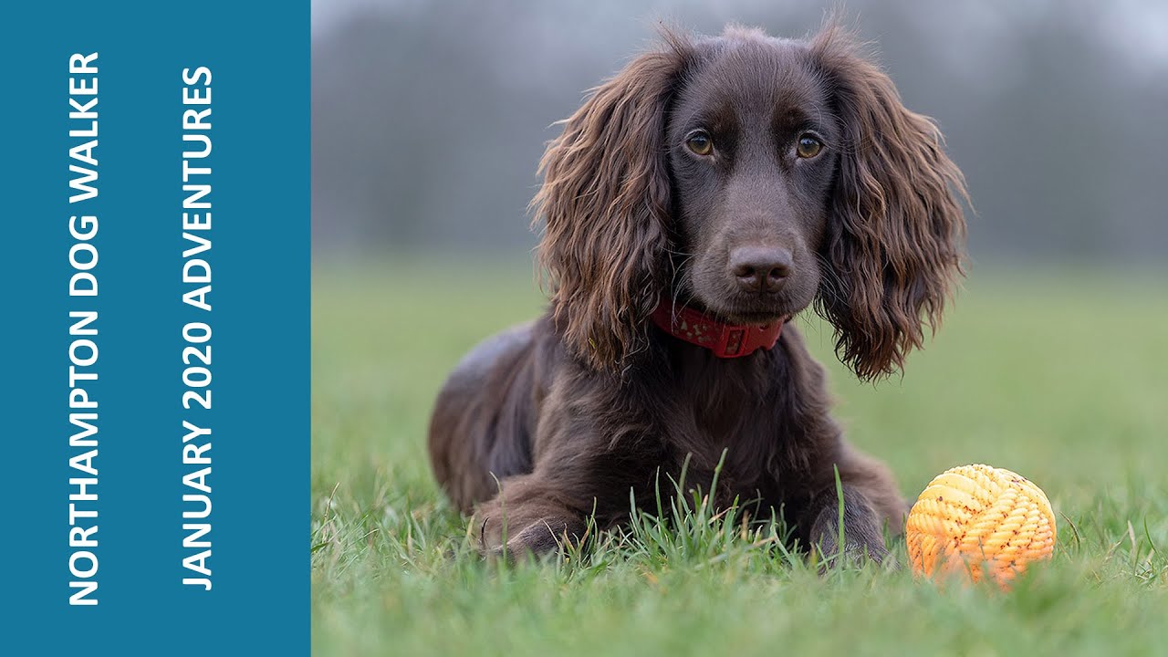 Northampton Dog Walker January 2020 YouTube