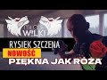 Mode wilki feat rysiek szczena   pikna jak ra offical 4k  2021