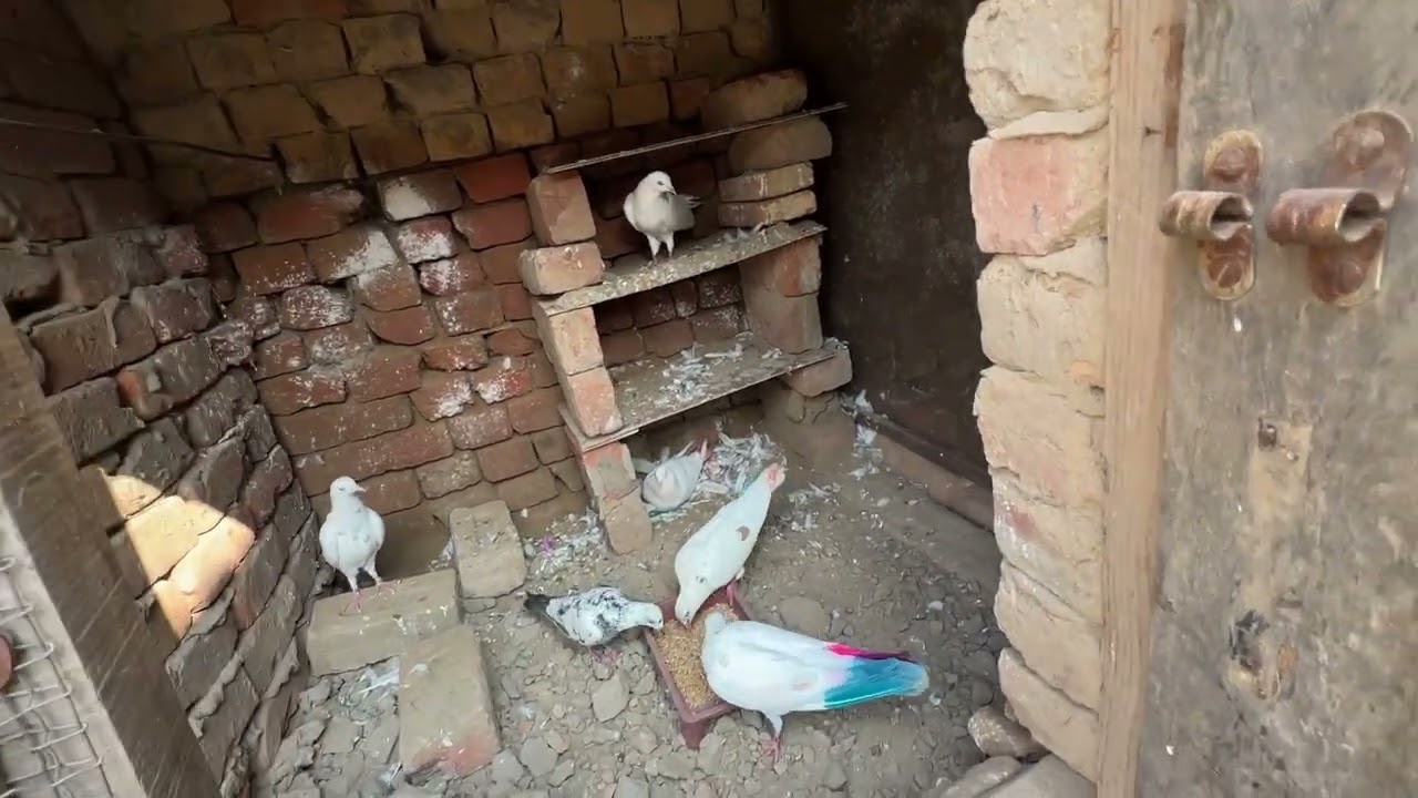 ਅੱਜ ਦੋ ਪੁਰਾਣੇ ਬੁੱਚੇ ਉੱਡੇ 🕊️॥ ਵਧੀਆ ਉੱਡੇ ਦੋਵੇ ॥ ਦੋਖੇ ਵਿਡਿਉ 🙏🏻॥ 