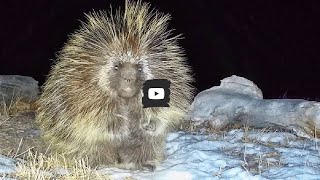 Remembering our porcupine, who vanished this last autumn