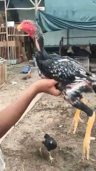 Chloe Weaver porno videoda Oksana Marchenko pornosini onlayn tomosha qiling