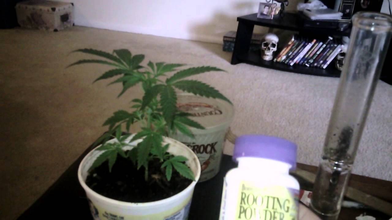 Let's get high and grow pot together.