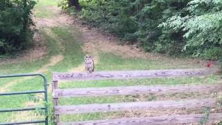 Owl Flying During the Day