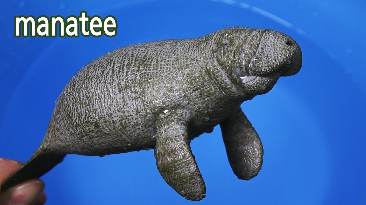 장난감으로 바다동물,육지동물과 함께 영어를 배우며 놀기 Learn english and korean name with sea animal, manatee etc
