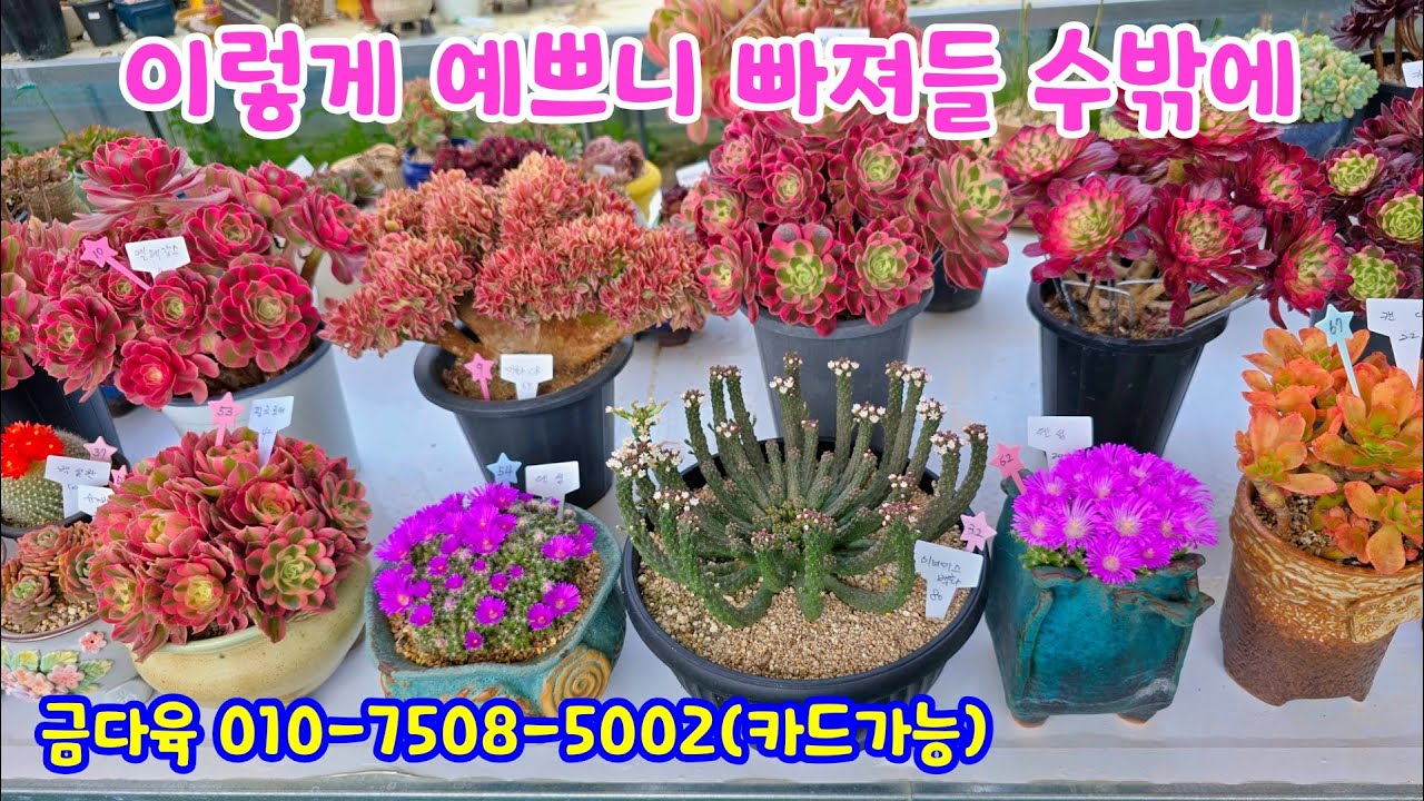 250420📍#금다육 레드비취썬 퀸엘리자베스 블랙콩 카베르 미화철화 엘레강스 덴섬 할로윈 만리화 펜다이 블루썸