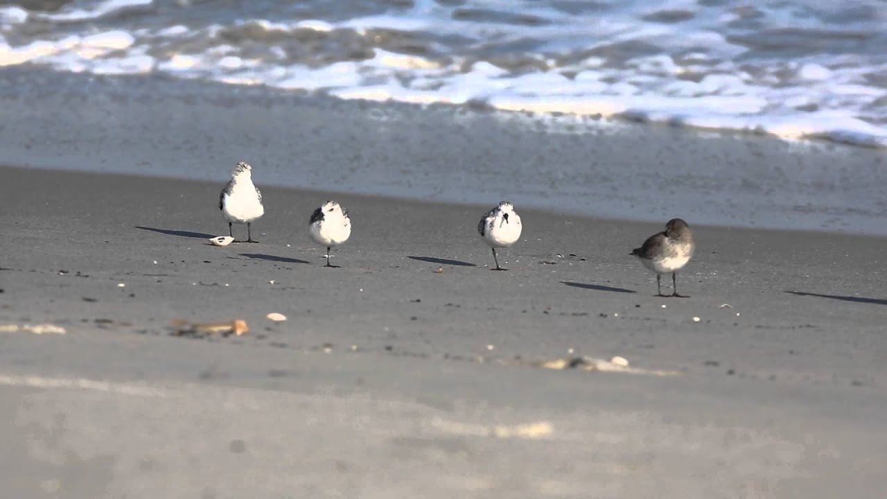 Assateague Island (Geographical Feature) Sanderlings at Assateague Island National Seashore