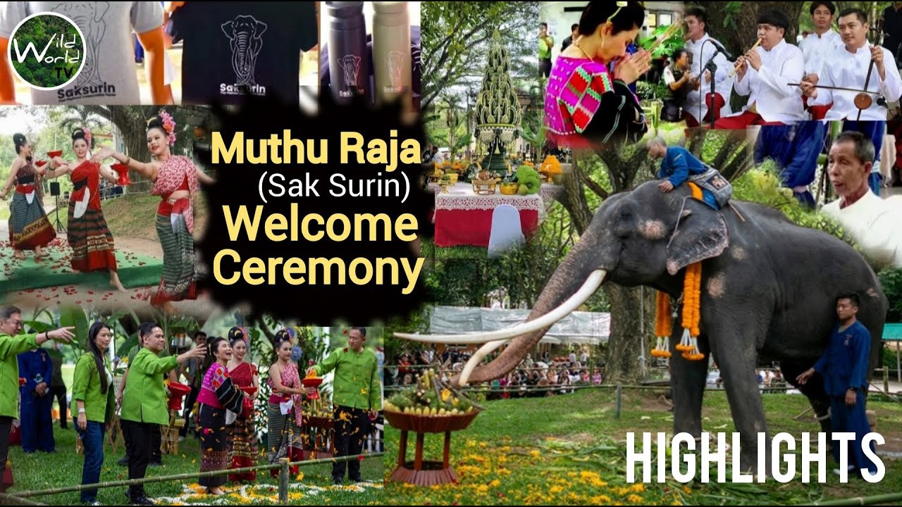 Muthu Rajas Welcome Ceremony   Highlights  Saksurins welcome ceremony in Lampang   Wild World TV