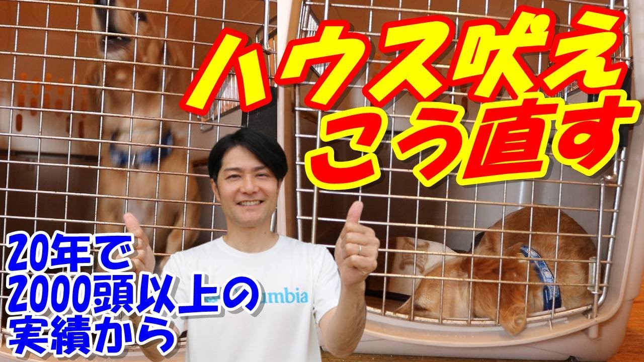 【#ハウストレーニング】ハウスで吠えない教え方！落ち着いた性格を作るための動画【ラブラドルレトリバー・ダックスフンド】#吠え問題#犬のしつけ#犬