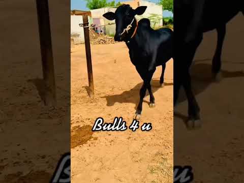 Jhota race, jhota