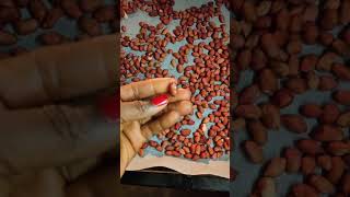 short Oven Roasted Peanuts/Groundnuts