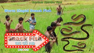 Snack Fish || Hunter || Everyone || Very Nice Testy || Snack Fish || Worm Elapid Snack Fish || SKV🇮🇳