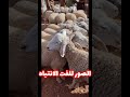 بشرى سارة للموالة فتح الأسواق بالمشرية والعين الصفراء اكسبلور تيك توك الجزائر عاجل 