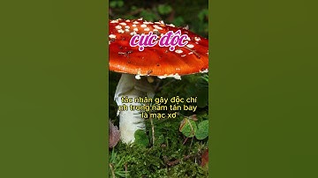 loại nấm độc nguy hiểm nhất thế giới #shorts
