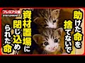 【子猫 保護】助けた命を見捨てないで...母猫とはぐれた子猫を緊急保護しました