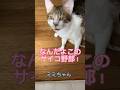 『入社3ヶ月で仕事を辞めたい』というコメントに猫が回答#shorts