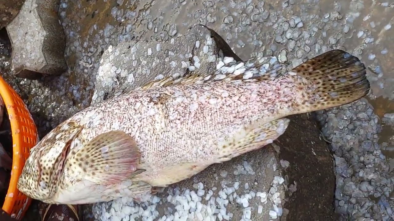 grouper fish cleaning YouTube