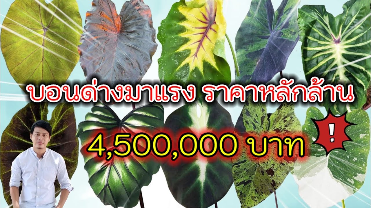 colo ราคา ถูก  New Update  15 อันดับ โคโลคาเซีย ที่แพงที่สุด 2021#colocasia #บอนด่าง