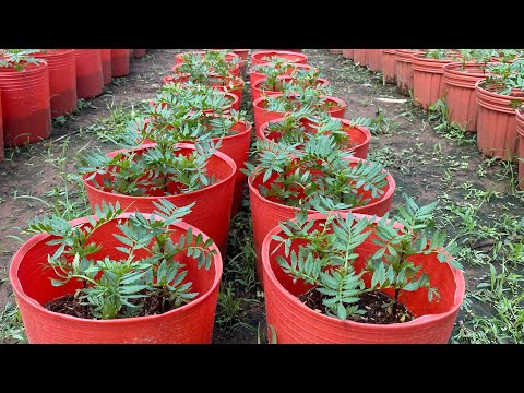 Video Cập Nhật Vạn Thọ Ban Mai Ngày 19/11 AL | Hoàng Yên - youtube