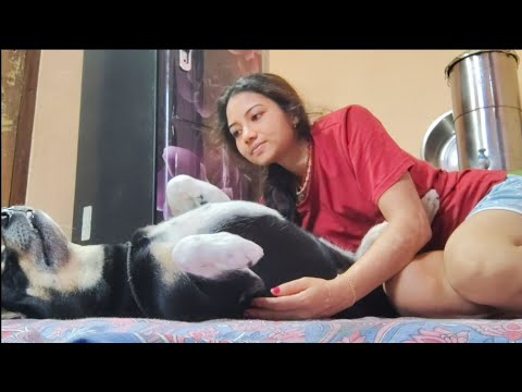 Morning Nose Kisses & Belly Rubs with My Dog Shinchan 🐶☀️ | Cute & Angry Moments 😄