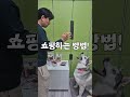 댕댕이 엄빠의 은밀한 선택!!