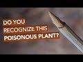 Do You Recognize This Poisonous Plant?