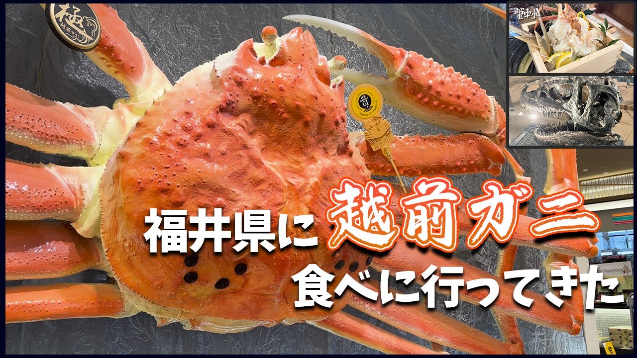 【東尋坊】越前蟹食べに福井県行ってきたら最高でした【恐竜博物館】#vlog