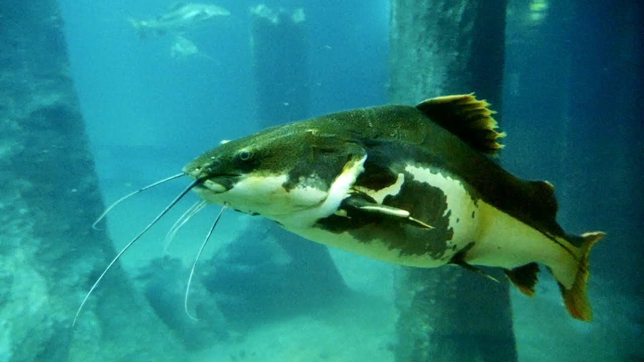 Red Tail Catfish In Aquarium Fish Tank At River Safari Singapore Red Tail Catfish In Aquarium Fish Tank At River Safari Singapore