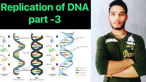 Replication of DNA part-3 || DNA Replication || How DNA Replicated || BSc || MSc || CSIR NET