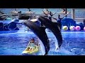 4K Ultra HD Dolphin Show Mallorca Marineland