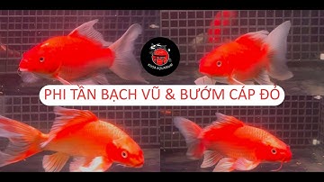 KHOA AQUARIUM | PHI TẦN BƯỚM CÁP ĐỎ & BẠCH VŨ CAO CẤP SIÊU VÂY VI , RÂU RỒNG GIÁ VÔ CÙNG TỐT