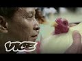 The Billion Dollar Cockfighting Industry: VICE INTL (Australia)