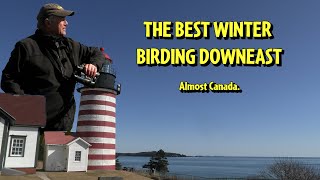 LUBEC: Maine's Best Kept Winter Birding SECRET.