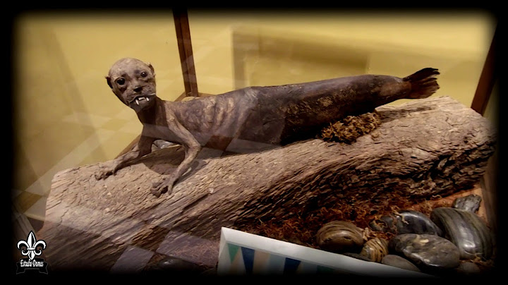 Museo de Ripley CDMX (Recorrido Virtual)