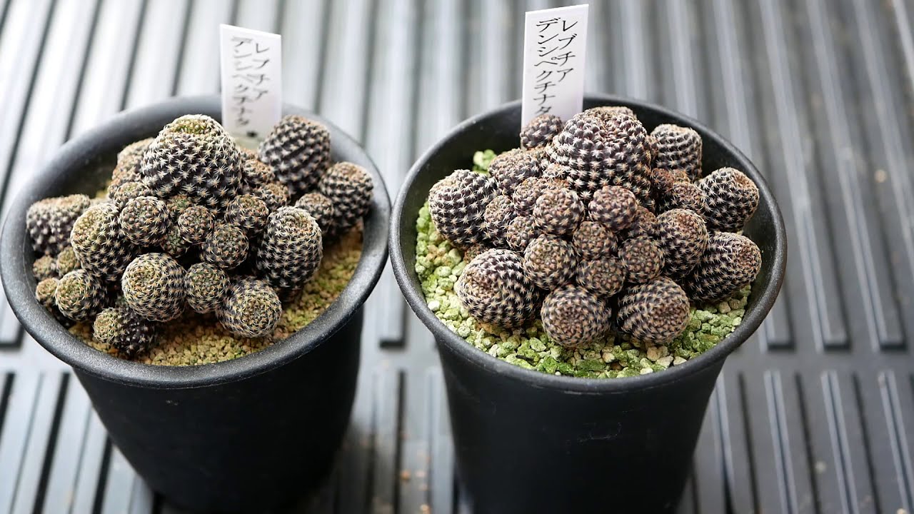 レブチア・デンシペクチナタ - draftone blog | 多肉植物・サボテン