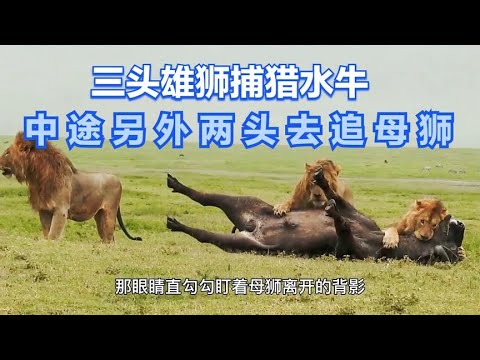 三头雄狮捕猎水牛，中途另外两头却去追母狮，只剩下一头独自郁闷