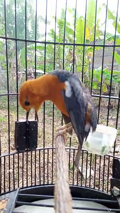 Anis merah gacor teler mewah