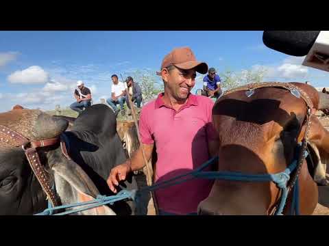 Feira de Gado em Senador Rui palmeira - 10 - 02 - 2026 #nordeste
