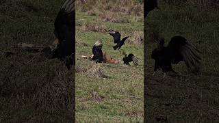 Dia 86 Buscando Anaconda 10M ! 🐍