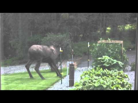 Mr. Moose meets the electric fence