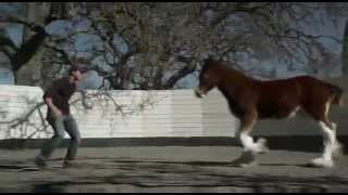 Budweiser 2013 Superbowl Commercial - Brotherhood Tommie Turvey Trained Clydesdales