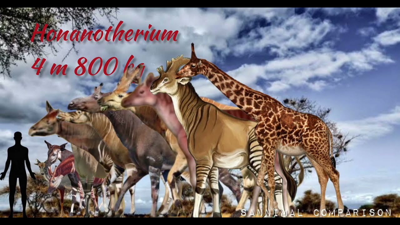 Giraffoidea(Antilocapridae,Giraffidae) Size Comparison