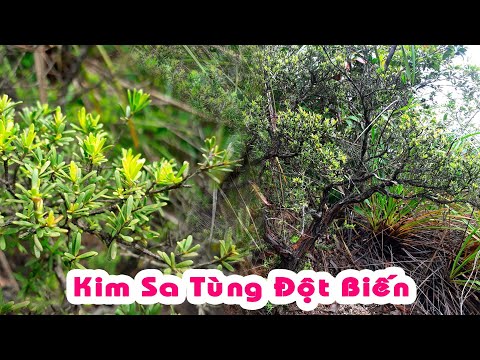 Video Cách Nhận Biết Từng Loại Lá Kim Sa Tùng - Săn Tìm... - youtube