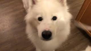 Joy Advanced Trick Dog   SD 480p by Ginger Jenks 81 views 1 year ago 2 minutes, 40 seconds