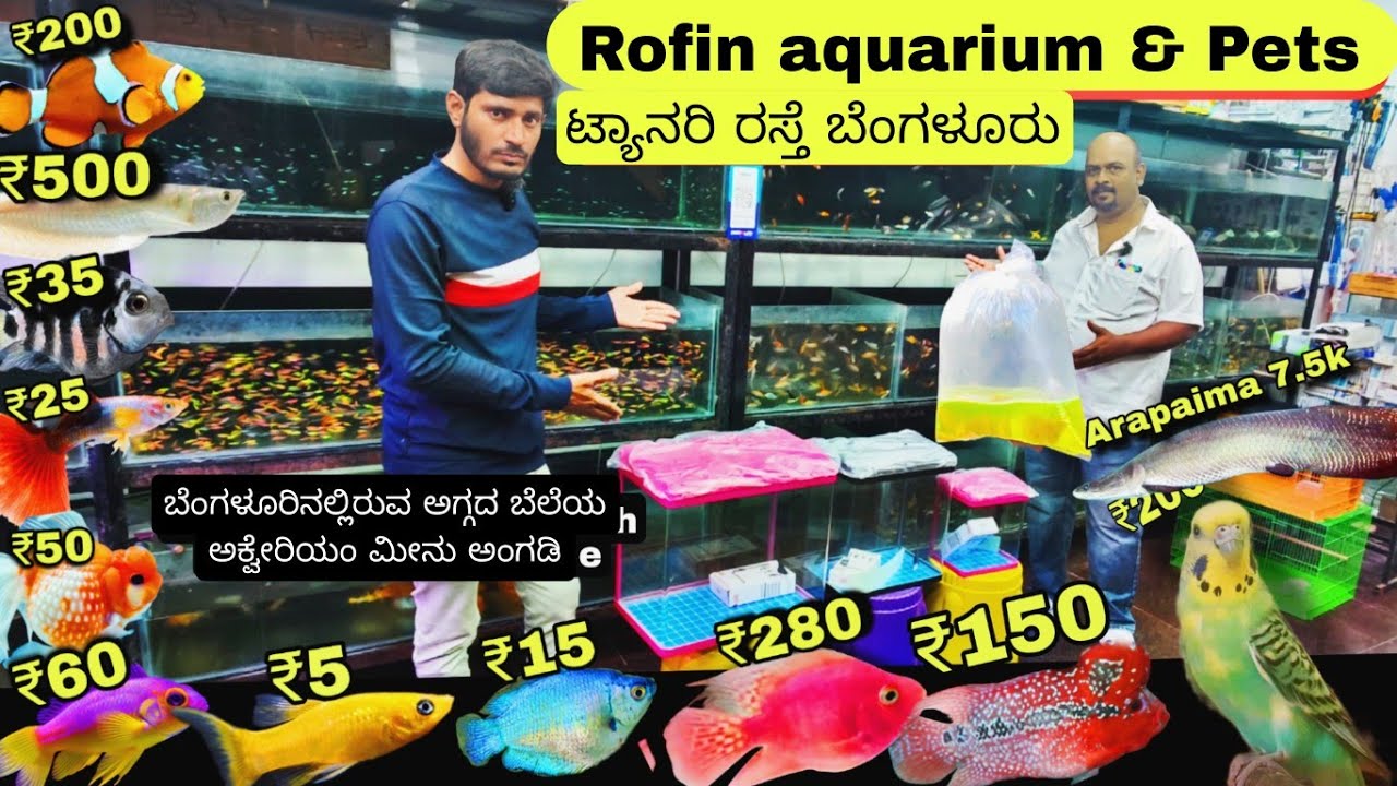 Wholesale ಅಕ್ವೇರಿಯಂ ಮೀನು ಮಾರುಕಟ್ಟೆ ,Rofin Pets Aquarium, ಟ್ಯಾನರಿ ರಸ್ತೆ ಬೆಂಗಳೂರು