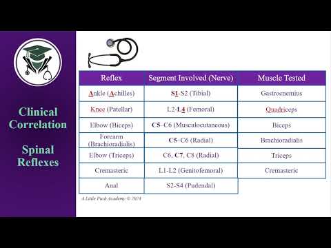 Spinal Reflexes thumbnail