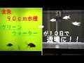 画像をダウンロード 水槽 グリーンウォーター 金魚 124473-水槽 グリーンウォーター 金魚