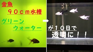 金魚 ９０ｃｍ水槽 グリーンウォーターから透明に Goldfish Youtube